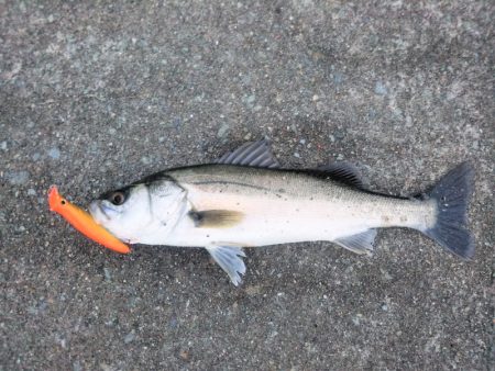 雨後のシーバス狙い