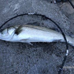 バチ抜けシーバス