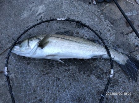 バチ抜けシーバス