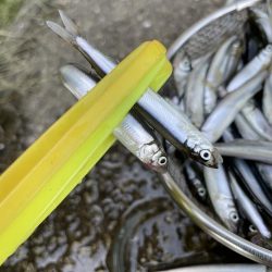 イワシじゃないよチアユだよっ!!