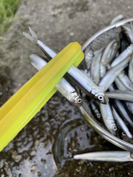 イワシじゃないよチアユだよっ!!