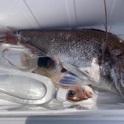 鯛狙い