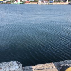 バチ抜けシーバス