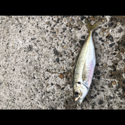 アジング新規開拓