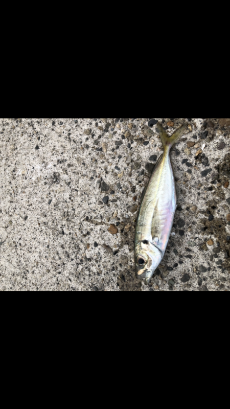 アジング新規開拓