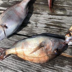 イカダの団子釣り