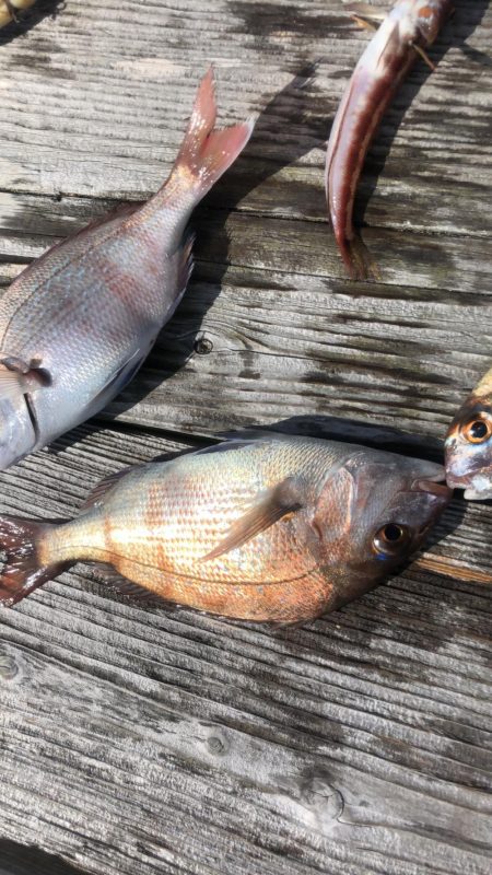 イカダの団子釣り
