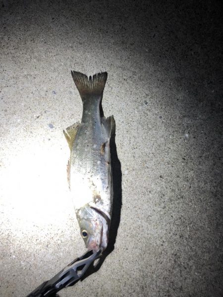 4回通って釣れました！