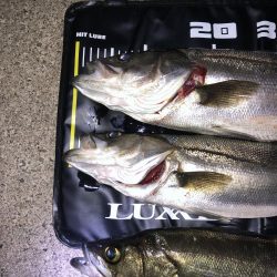 久しぶりのシーバス釣り