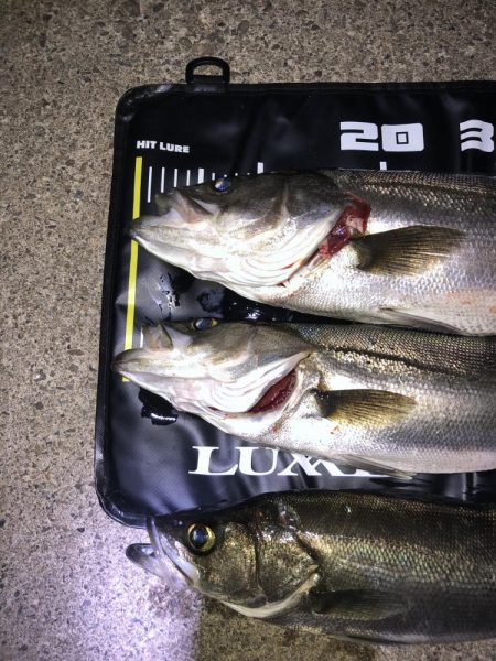 久しぶりのシーバス釣り