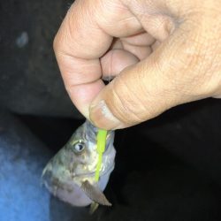 アジを探してメバリング