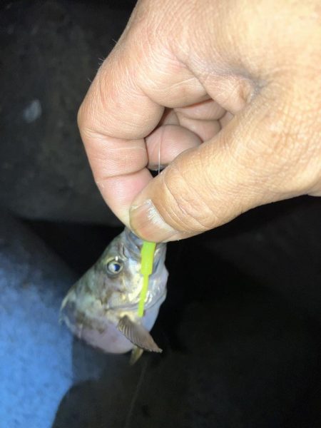 アジを探してメバリング