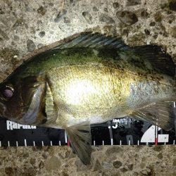 シーズン終盤のメバリング