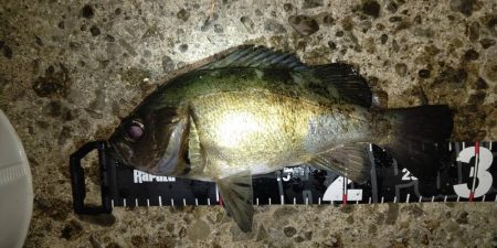 シーズン終盤のメバリング