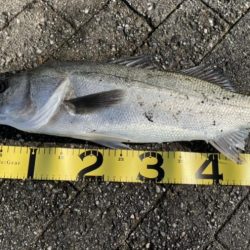 サバ サバ サバからのシーバス