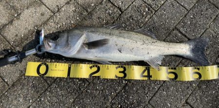 サバ サバ サバからのシーバス