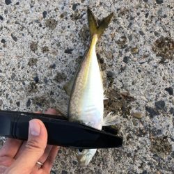 ユウマヅメ　アジング