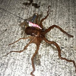 【タコング】三連発