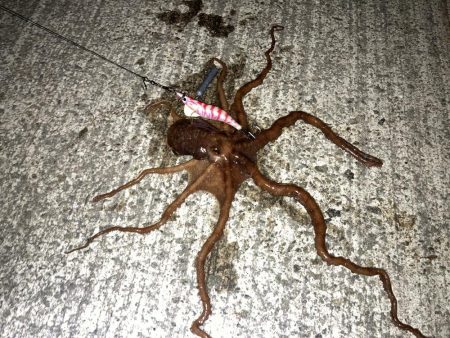 【タコング】三連発