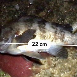 ジグ単メバリング