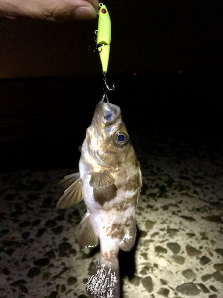 数釣りメバリング