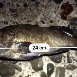 フロートメバリング