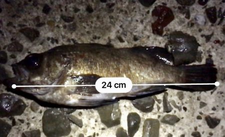 フロートメバリング