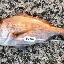 色々やって、鯛とハマチ