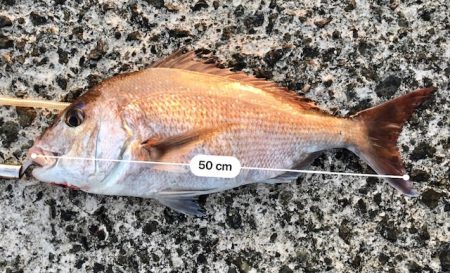 色々やって、鯛とハマチ