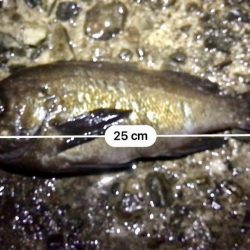 ジグ単メバリング