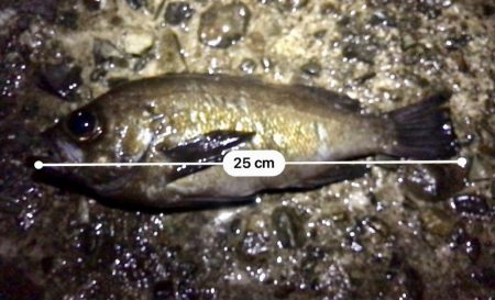 ジグ単メバリング