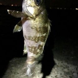 ジグ単メバリング