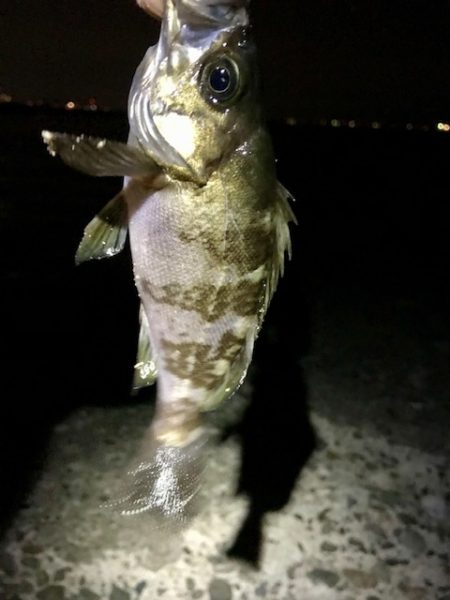 ジグ単メバリング