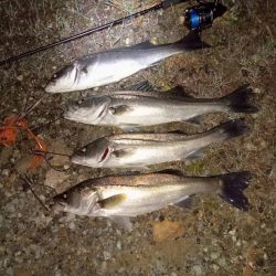 久々のビーストの代表とコラボ