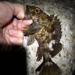 ややシブ、2022年5月メバリング釣果