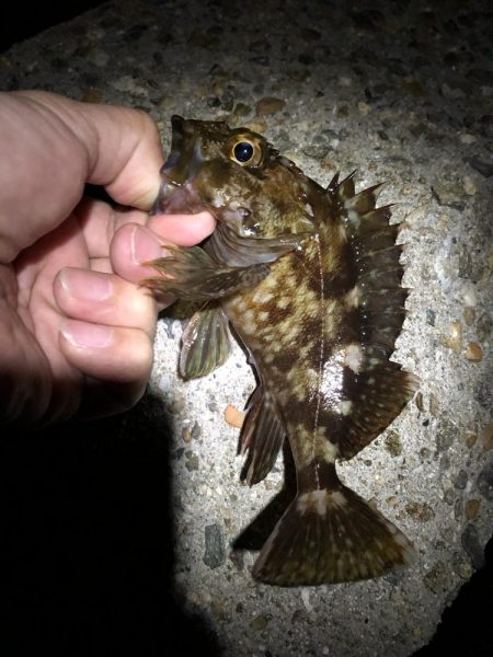 ややシブ、2022年5月メバリング釣果