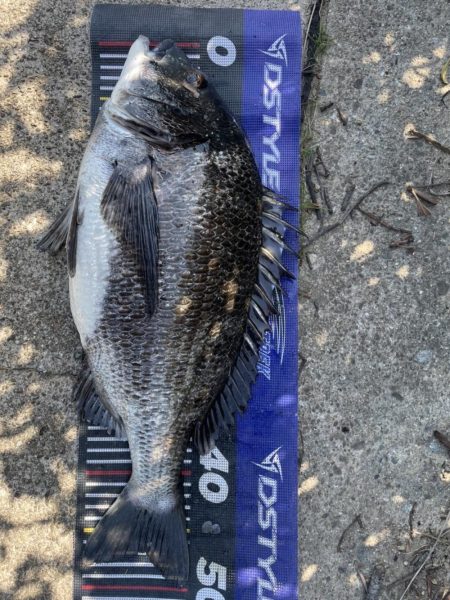 イチノ兄弟、釣果！