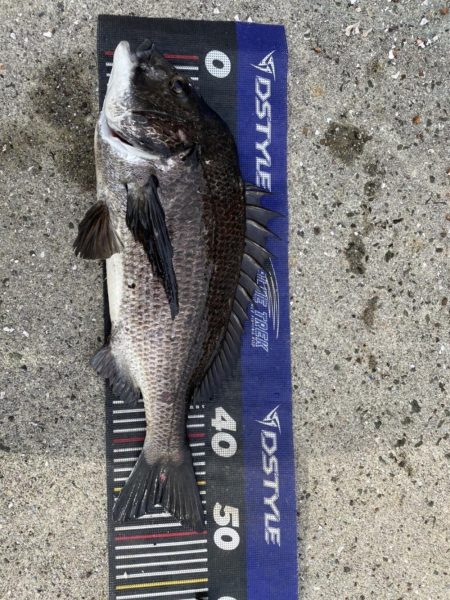 姫路爆釣！（イチノ兄弟）