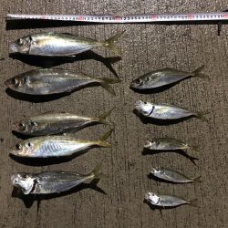 3日連続の尺アジ