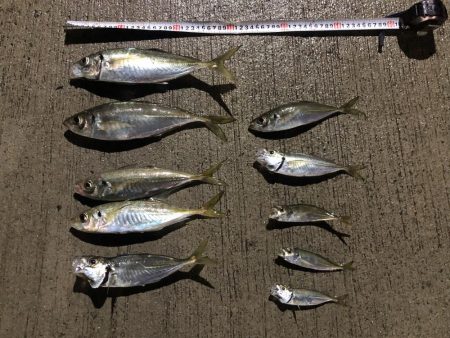 3日連続の尺アジ