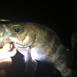 たかたかの釣り日記