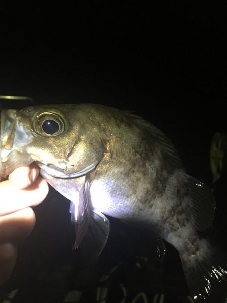 たかたかの釣り日記
