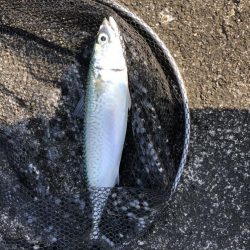 アジング　サバ高活性