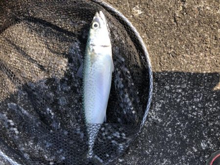 アジング　サバ高活性