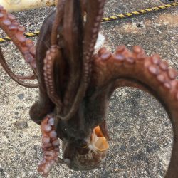 【タコフィネス】_シーズン初期戦略（検証中）