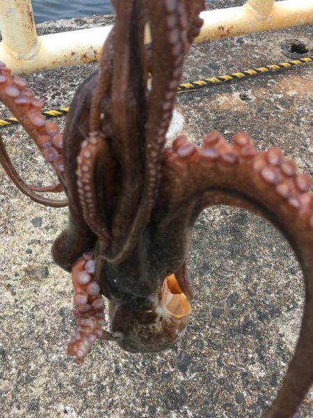 【タコフィネス】_シーズン初期戦略（検証中）