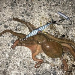 【タコング】今シーズン1匹目