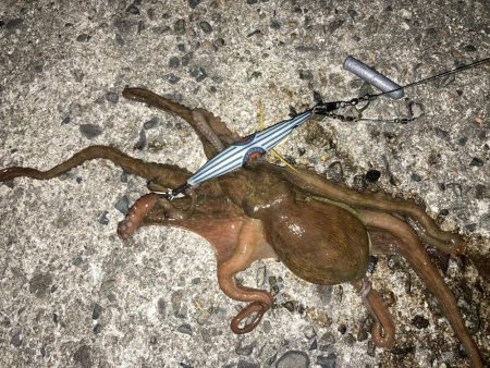 【タコング】今シーズン1匹目