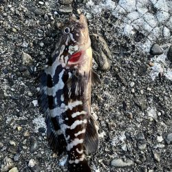 ガシラに癒され