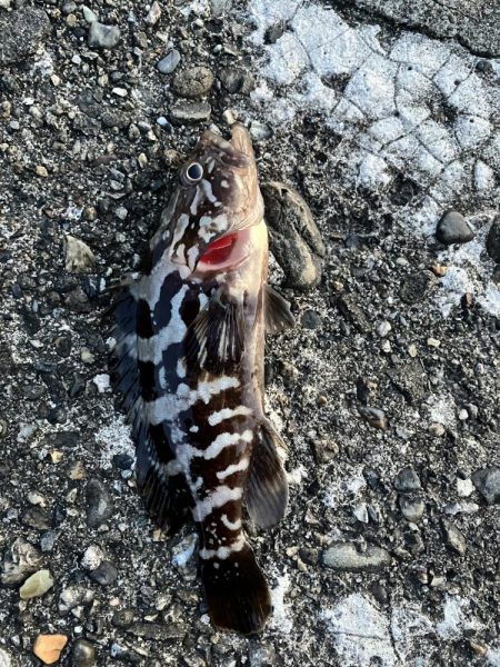 ガシラに癒され